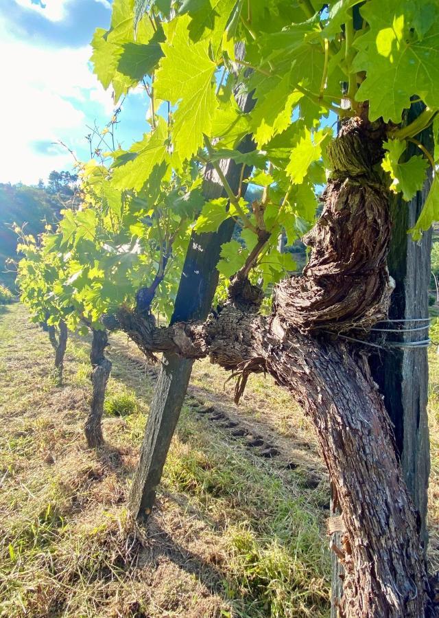 Private Douro- Quinta Das Susandas Mesão Frio Dış mekan fotoğraf