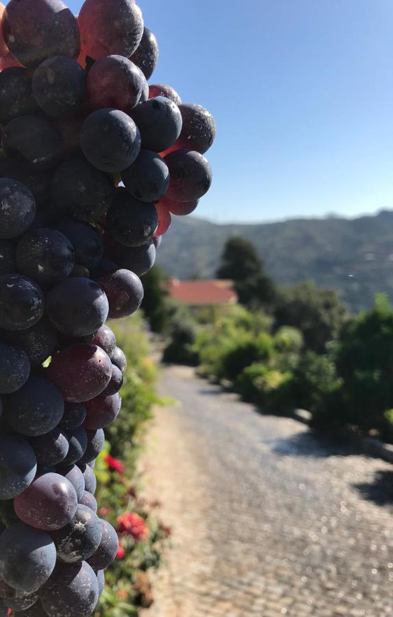 Private Douro- Quinta Das Susandas Mesão Frio Dış mekan fotoğraf
