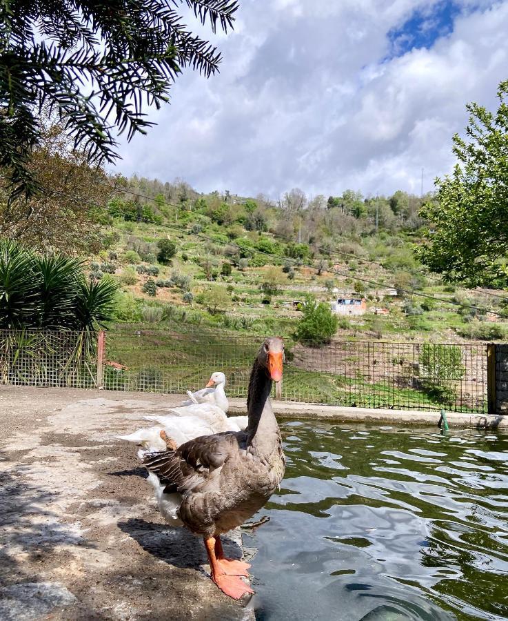 Private Douro- Quinta Das Susandas Mesão Frio Dış mekan fotoğraf